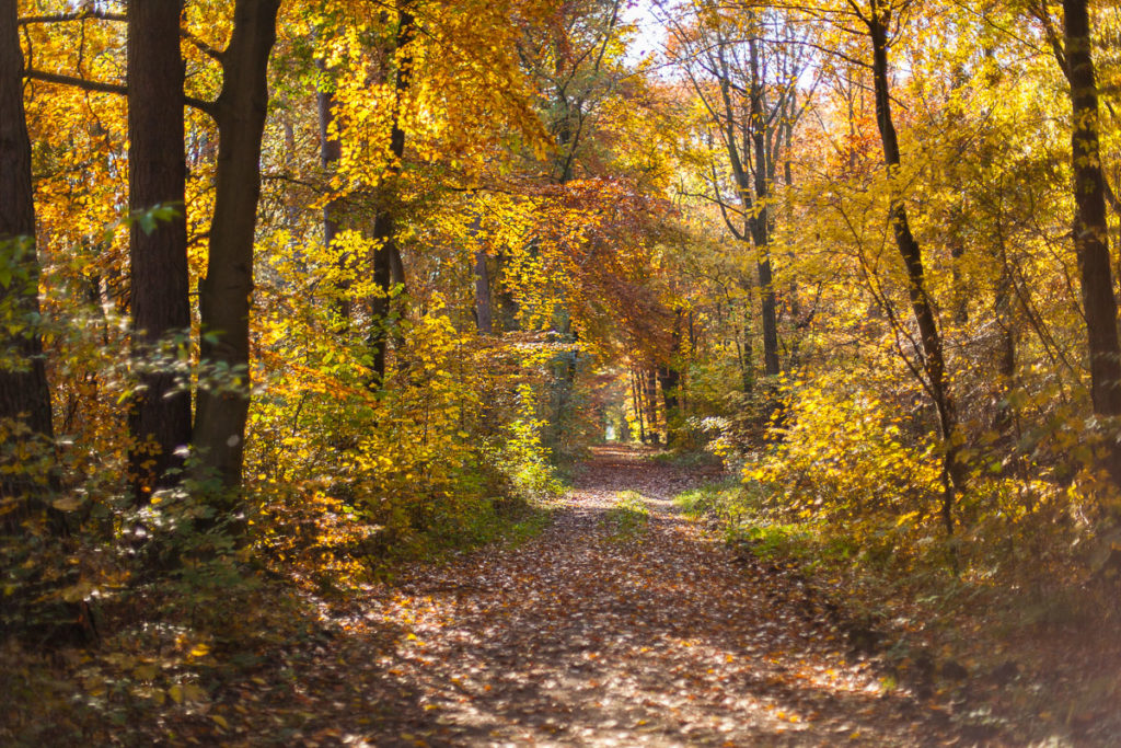 Der  Hardter Wald mit bunten Herbstlaub.