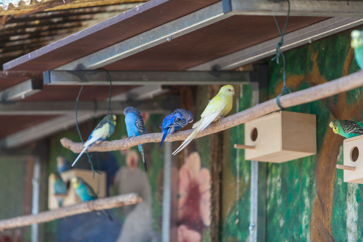 Vogelleiter Aus Naturholz - Klappbare Kletterleiter Für Papageien, Sittiche & Wellensittiche