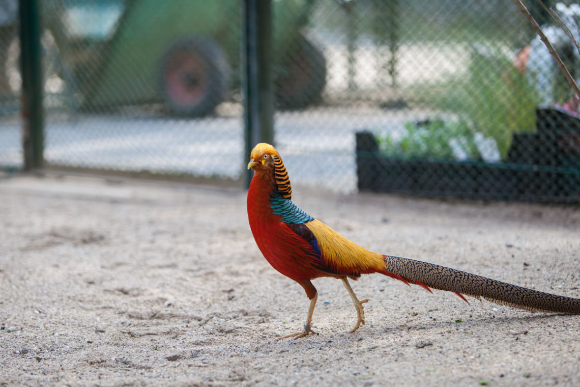 VogelvoliereMakeover Mehr Platz und Abwechslung für