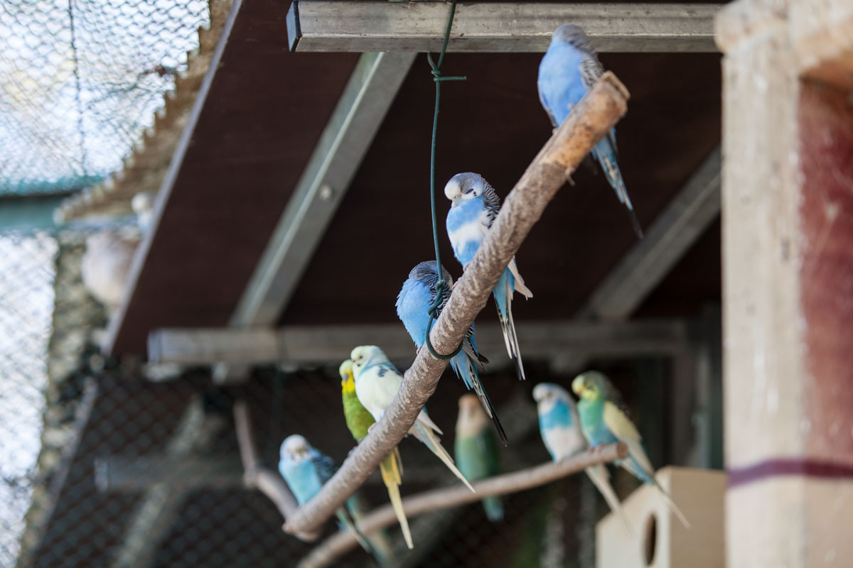VogelvoliereMakeover Mehr Platz und Abwechslung für Sittiche