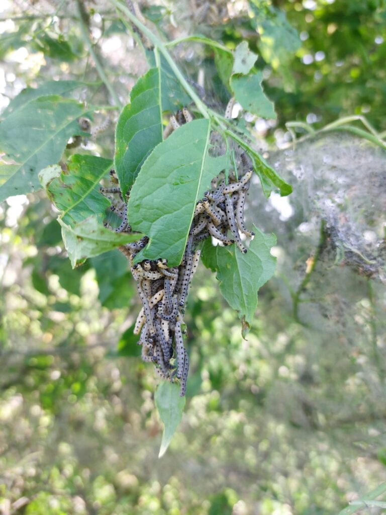 Das Foto zeigt ein Nest mit vielen Raupen der Gespinstmotte.